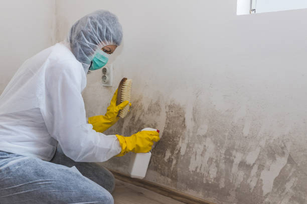 Mold Testing and Removal in Bonduel, WI